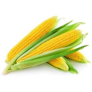 Baby Corn Hybrid [20 Seeds]