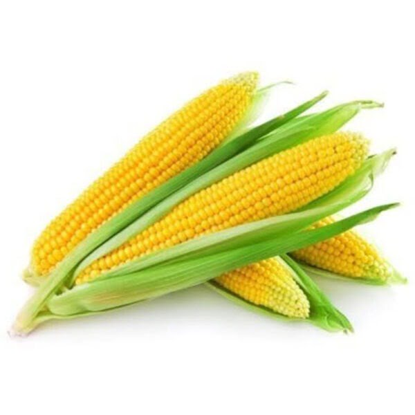 Baby Corn Hybrid [20 Seeds]