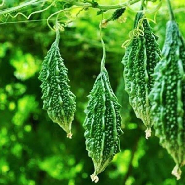 Bitter Gourd Green/ గ్రీన్ కాకరకాయ  Desi [10+ Seeds]