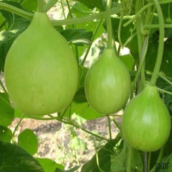 Bottle Gourd Round Hybrid [10+ Seeds]