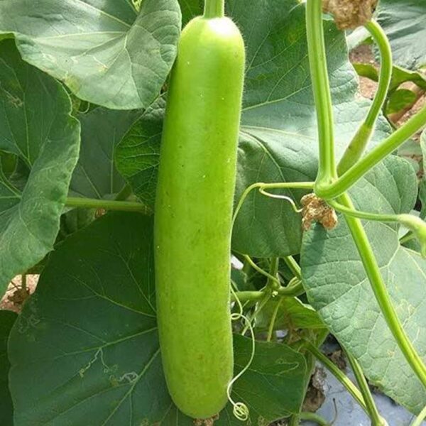 Bottle Gourd/ సొరకాయ Desi [10 Seeds]