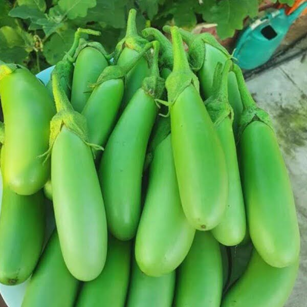 Brinjal Green Long Hybrid [20+ Seeds]