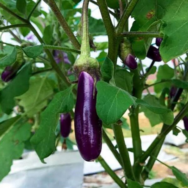 Brinjal Purple Long/ పొడుగు గుత్తి వంకాయ  Desi [20-30 Seeds]