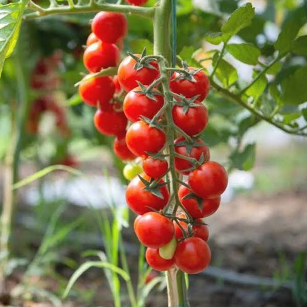 Cherry Tomato Red F1 Hybrid[20+ Seeds]