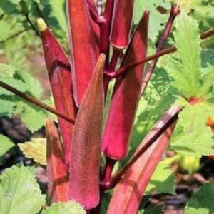 Red Okra Hybrid [20+ Seeds]