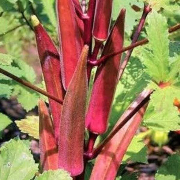 Red Okra Hybrid [20+ Seeds]