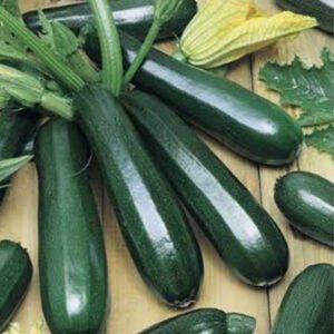 Zucchini Squash Round Hybrid [12+ Seeds]