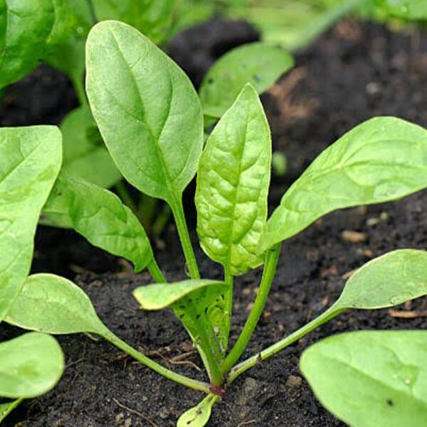 Palak/Spinach/ పాలకూర దేశీ Desi[100+ Seeds]