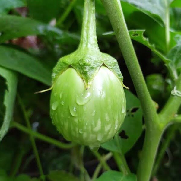 Brinjal Green Top Hybrid [20+ Seeds]