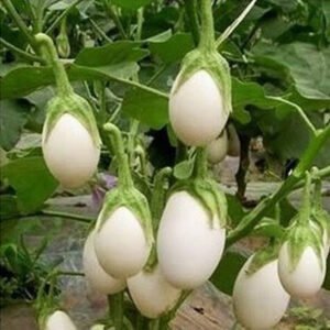 Brinjal White Long Hybrid [20+ Seeds]