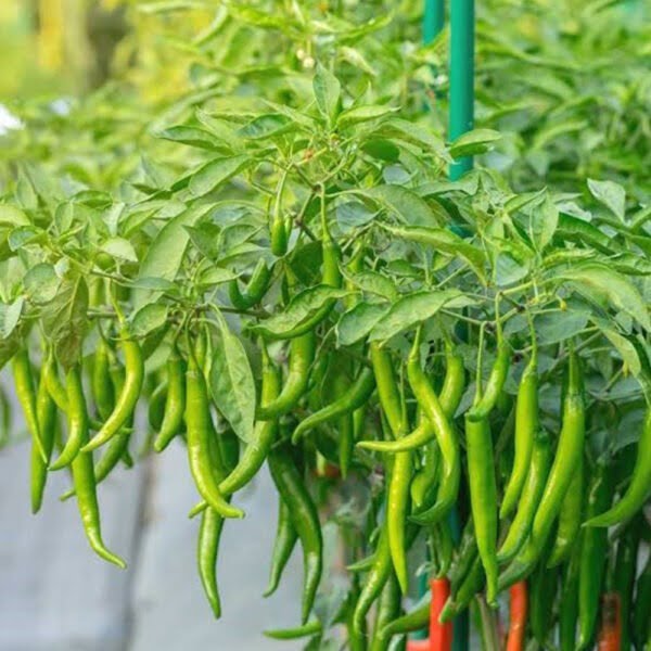 Chilli F1 Hybrid [20+ Seeds]