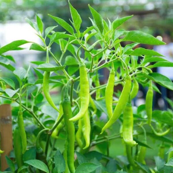 Chilli Desi/ మిరపకాయ [40+ Seeds]