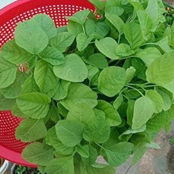 Amaranth Green(Thotakura)/ గ్రీన్ తోటకూర Desi [1400+ Seeds]