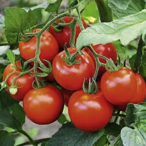 Tomato F1 Hybrid (25+ Seeds)