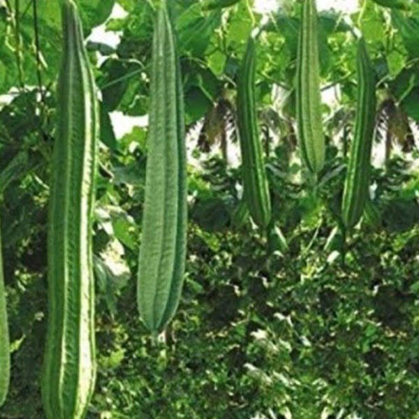 Ridge Gourd Hybrid[10+ Seeds]