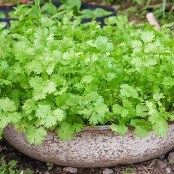 Coriander/ కొత్తిమీర Desi [500+ Seeds]