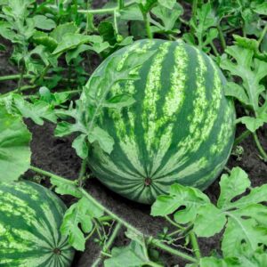 Water Melon(10+ seeds)