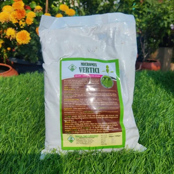 Vertici(Verticillium Lecani) 1 KG